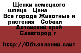 Щенки немецкого шпица › Цена ­ 20 000 - Все города Животные и растения » Собаки   . Алтайский край,Славгород г.